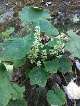 Image of Arkansas alumroot