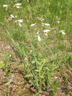 Image of pale beardtongue