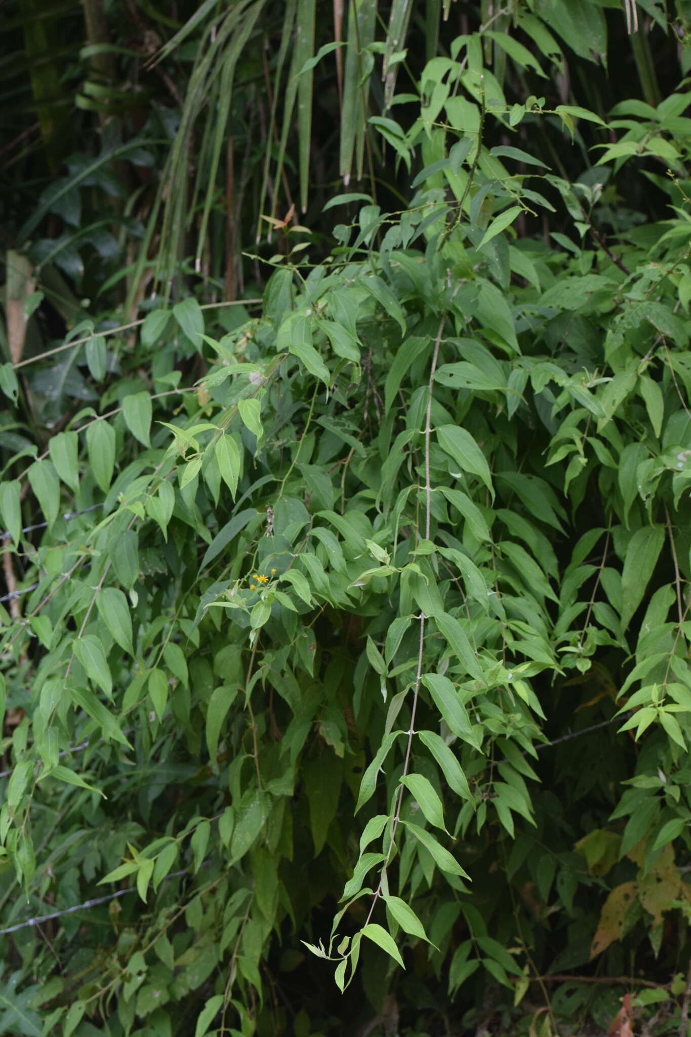 Plancia ëd Otopappus tequilanus (A. Gray) Rob.