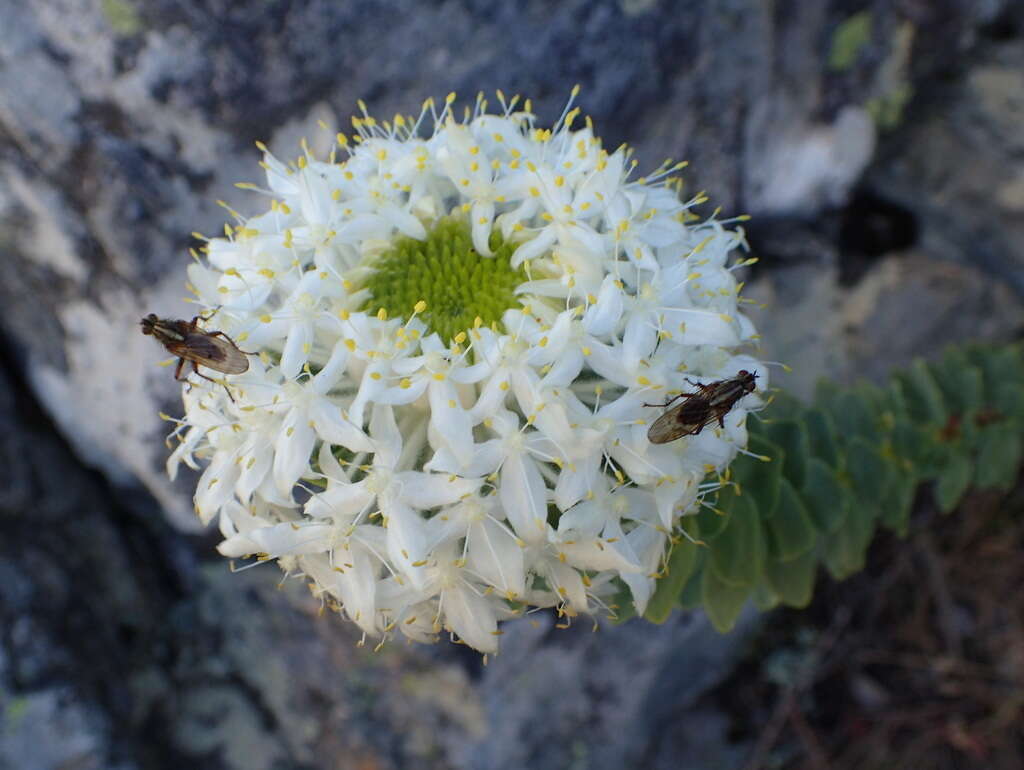 Image of Lachnaea pomposa Beyers