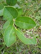 Image of Citronella gongonha (Mart.) R. A. Howard