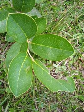 Image of Citronella gongonha (Mart.) R. A. Howard