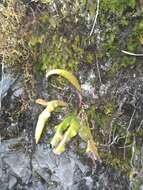 Image of Elaphoglossum cuspidatum (Willd.) T. Moore