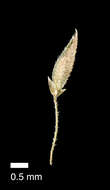 Image of Simplicia felix de Lange, J. R. Rolfe, Smissen & Ogle