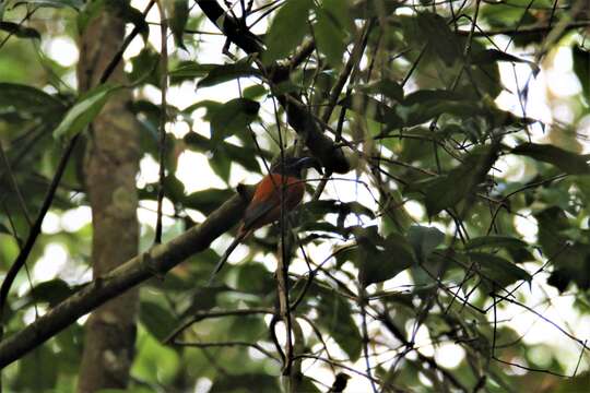 Image of Black-headed Paradise-Flycatcher