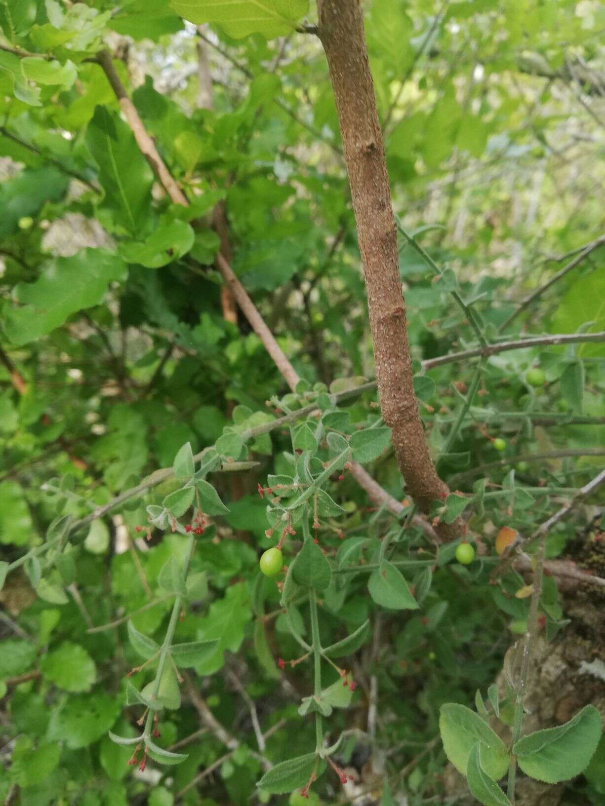 Image of Crossopetalum uragoga (Jacq.) O. Kuntze