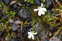 Imagem de Lobelia angulata G. Forst.