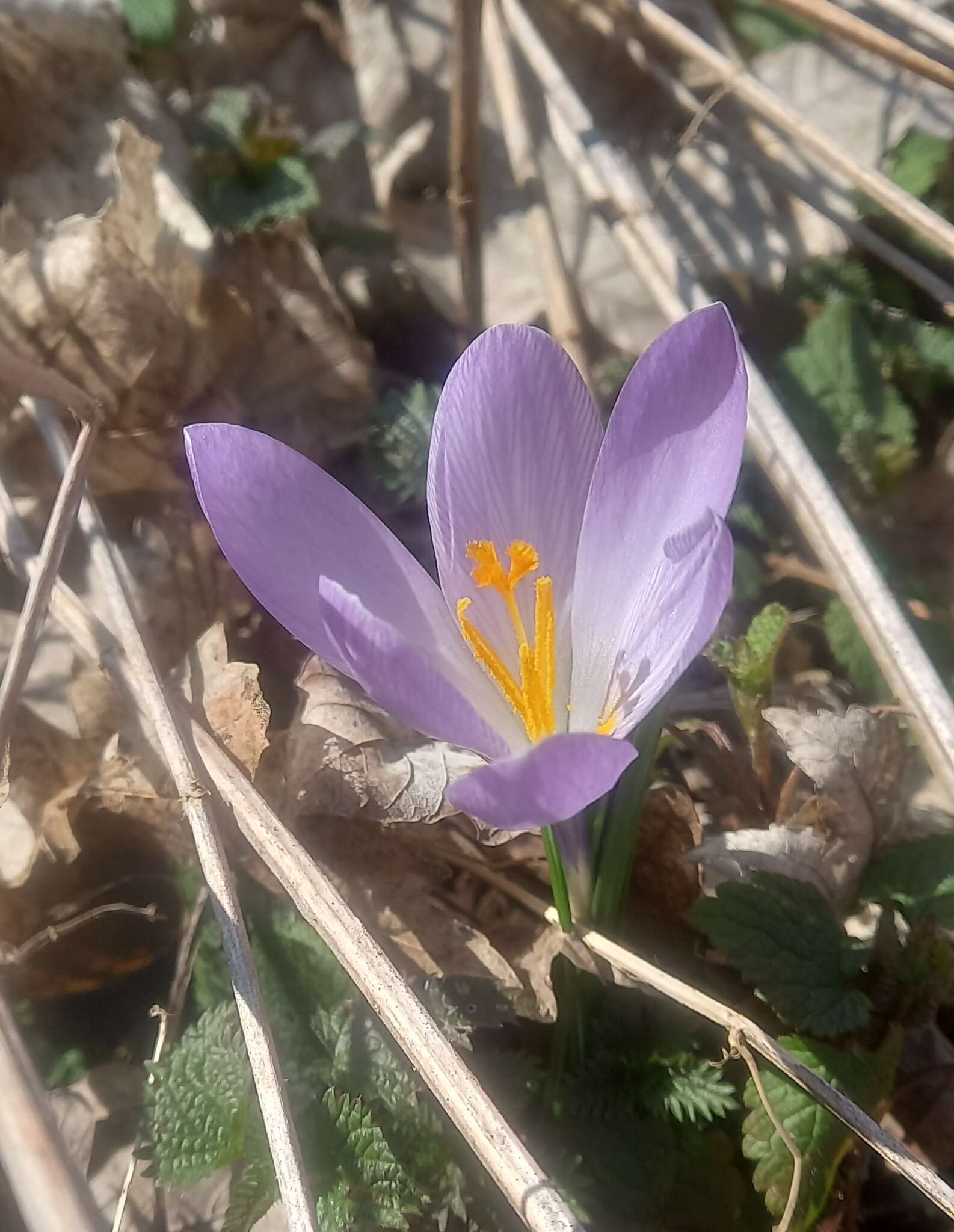 Crocus neglectus Peruzzi & Carta resmi