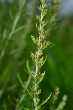 Image of Artemisia lancea Vaniot