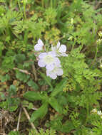 Image of interior phacelia