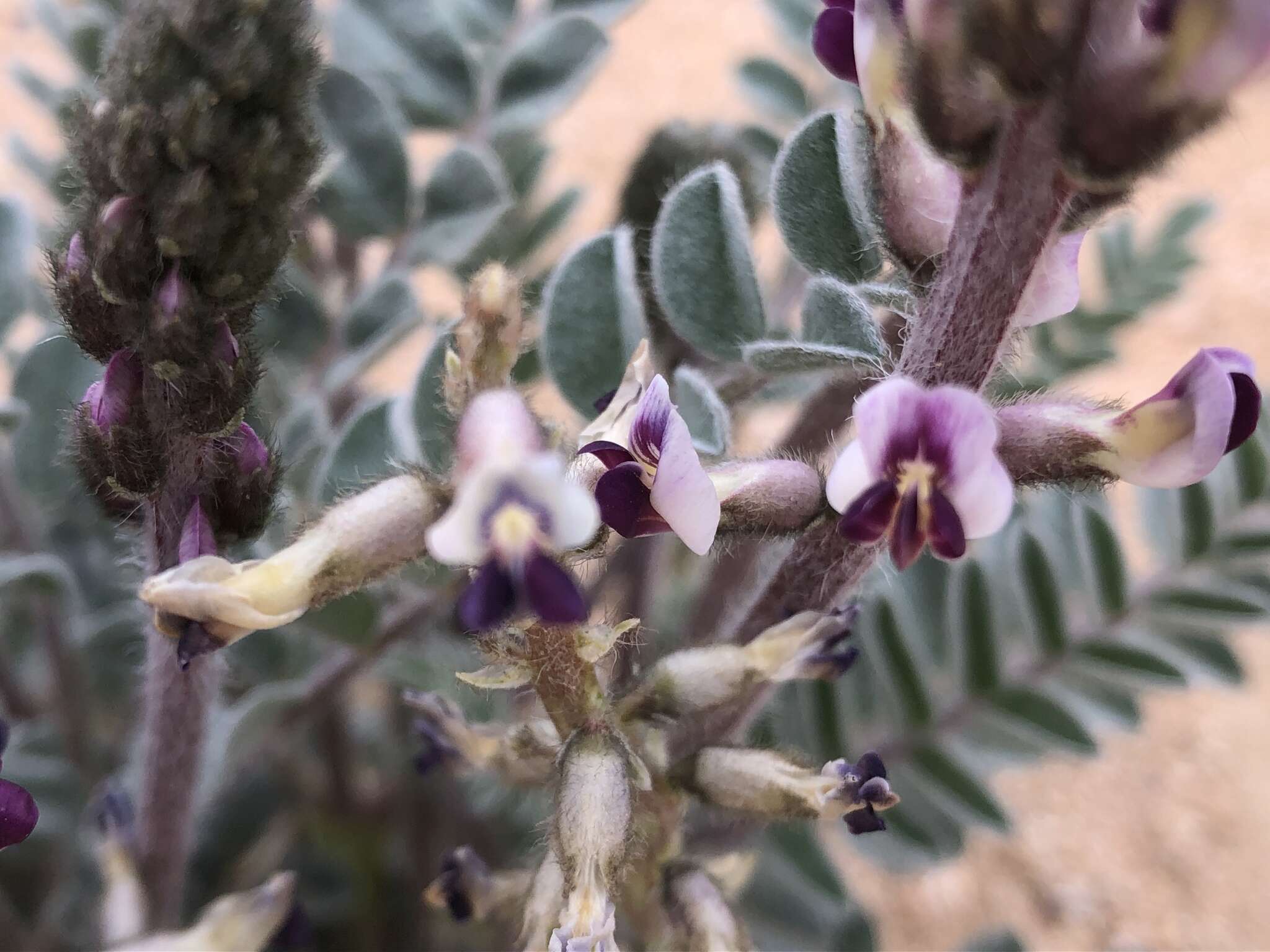 Image of widow's milkvetch