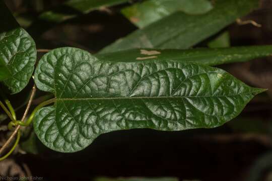 Image of Parsonsia velutina R. Br.