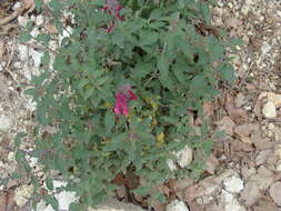 Salvia curviflora Benth. resmi