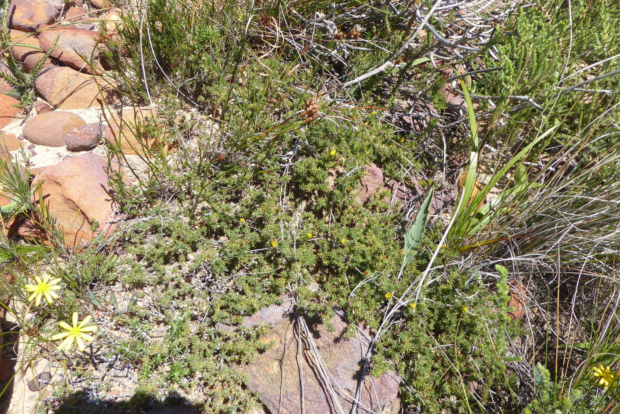 Слика од Aspalathus juniperina subsp. juniperina