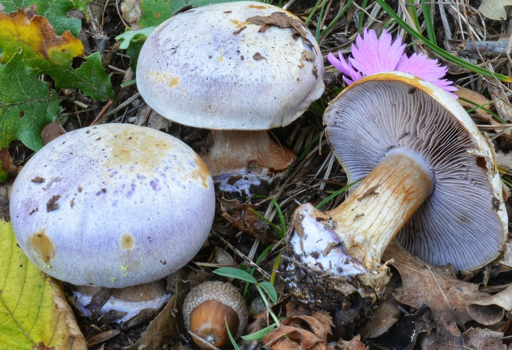 Image of Cortinarius sodagnitus Rob. Henry 1935