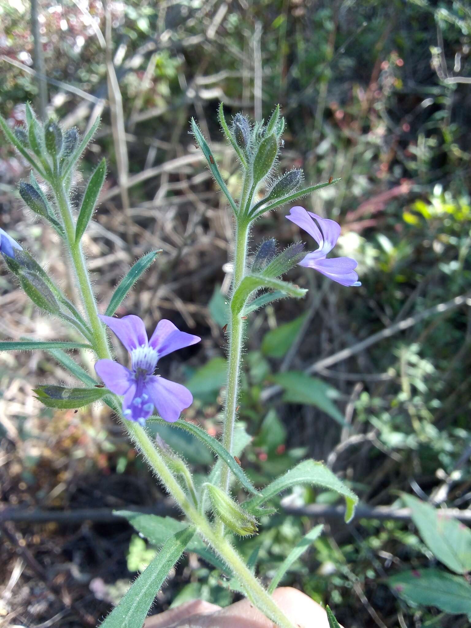 Image of Bonplandia geminiflora Cav.