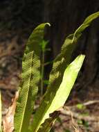 Image of long strapfern