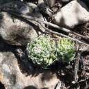 Image of Mammillaria decipiens subsp. albescens (Tiegel) D. R. Hunt