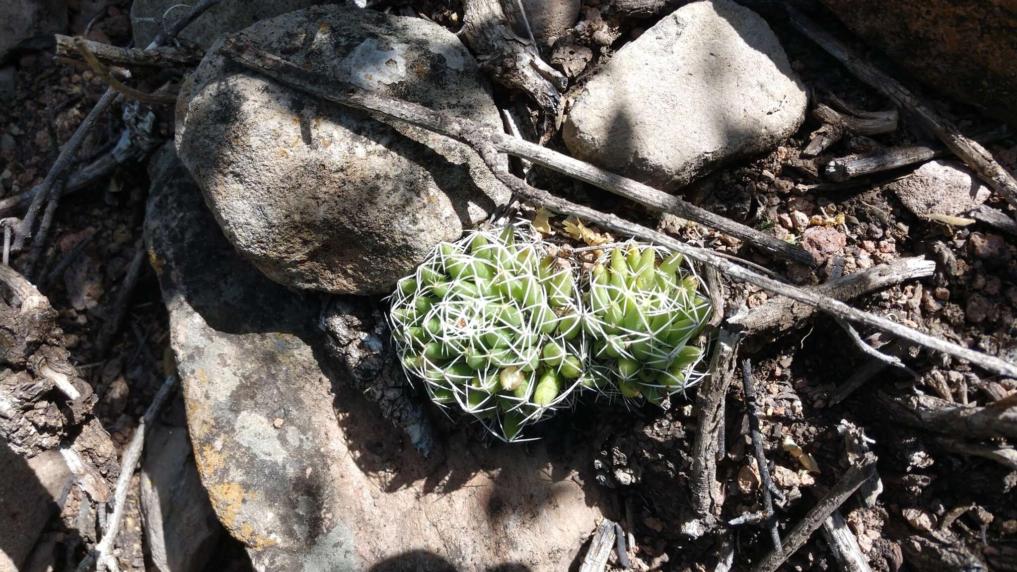 Image de Mammillaria decipiens subsp. albescens (Tiegel) D. R. Hunt