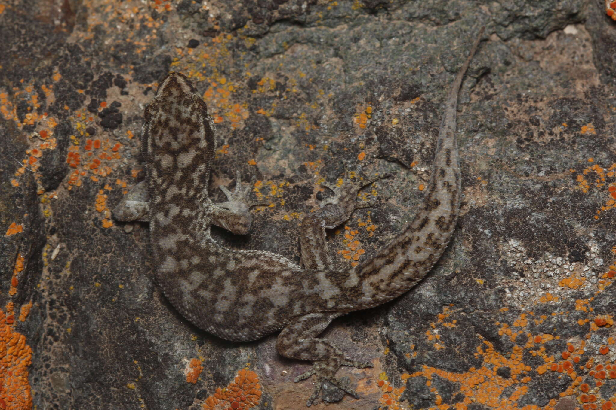 Image of Darwin's Marked Gecko