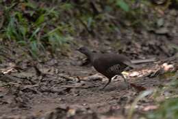 Image of Brown Tinamou