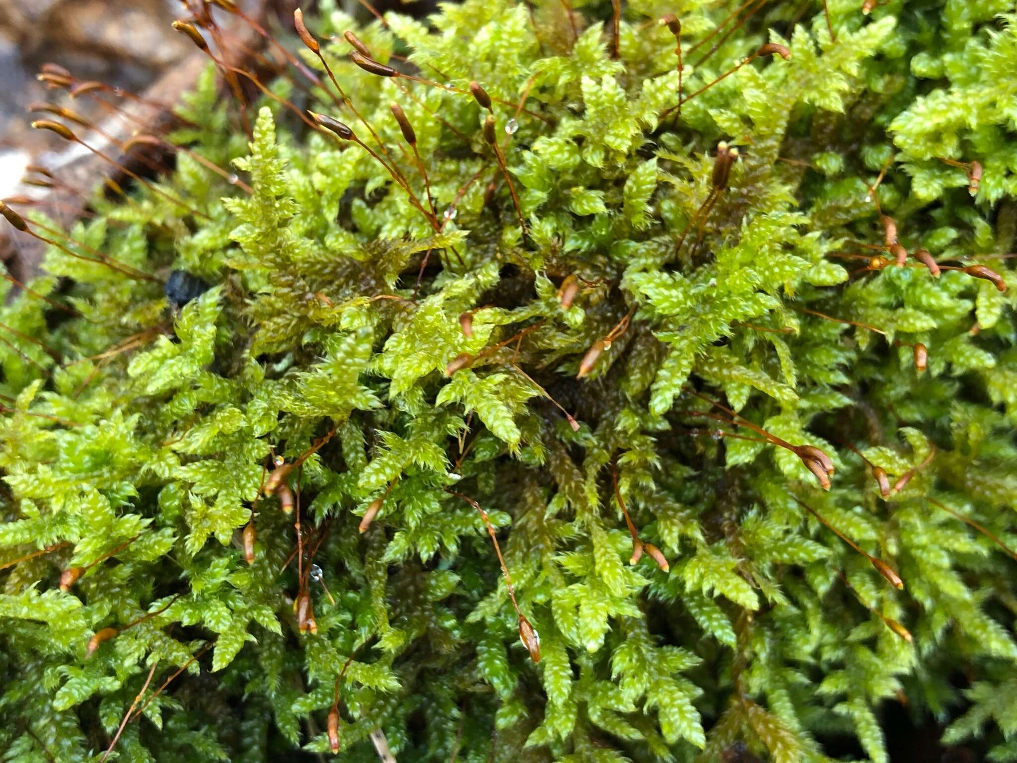 Image of hypnum moss