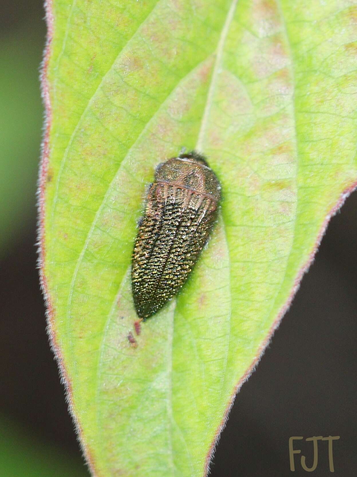 Слика од Acmaeodera cuprina Spinola 1838