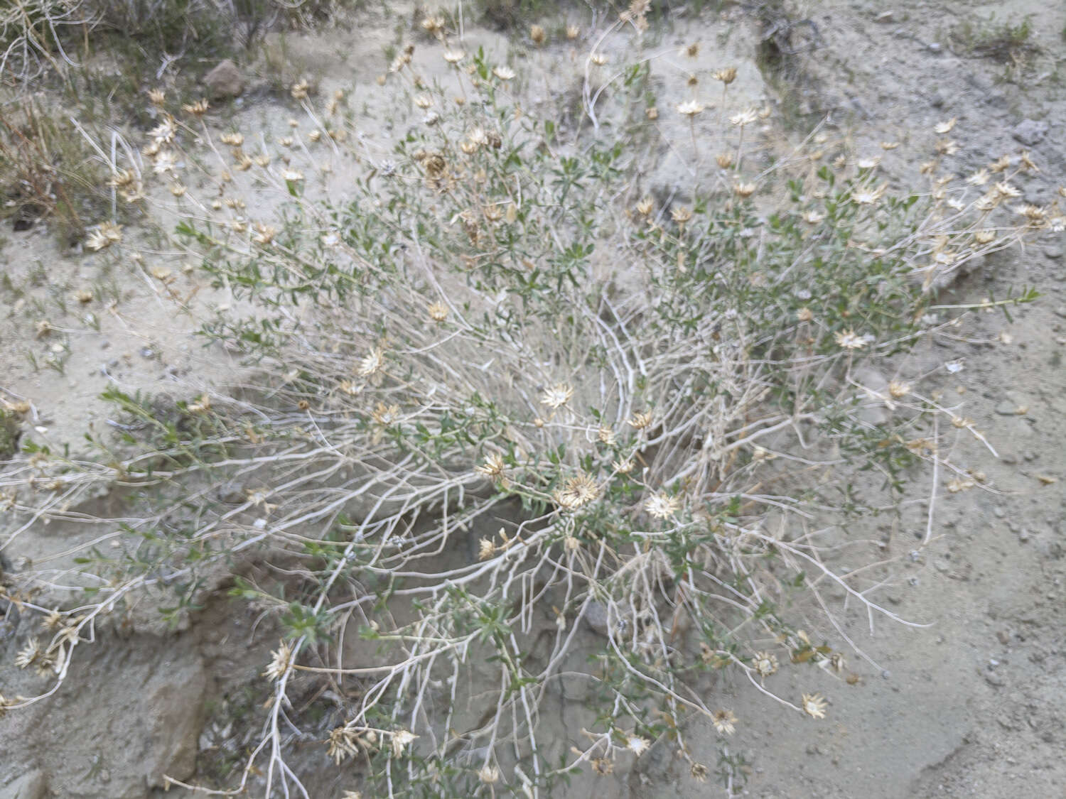 Plancia ëd Xylorhiza cognata (H. M. Hall) T. J. Watson
