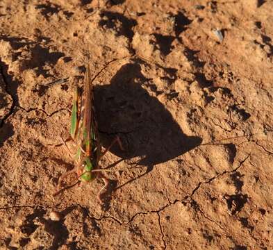 Image of Australian plague locust