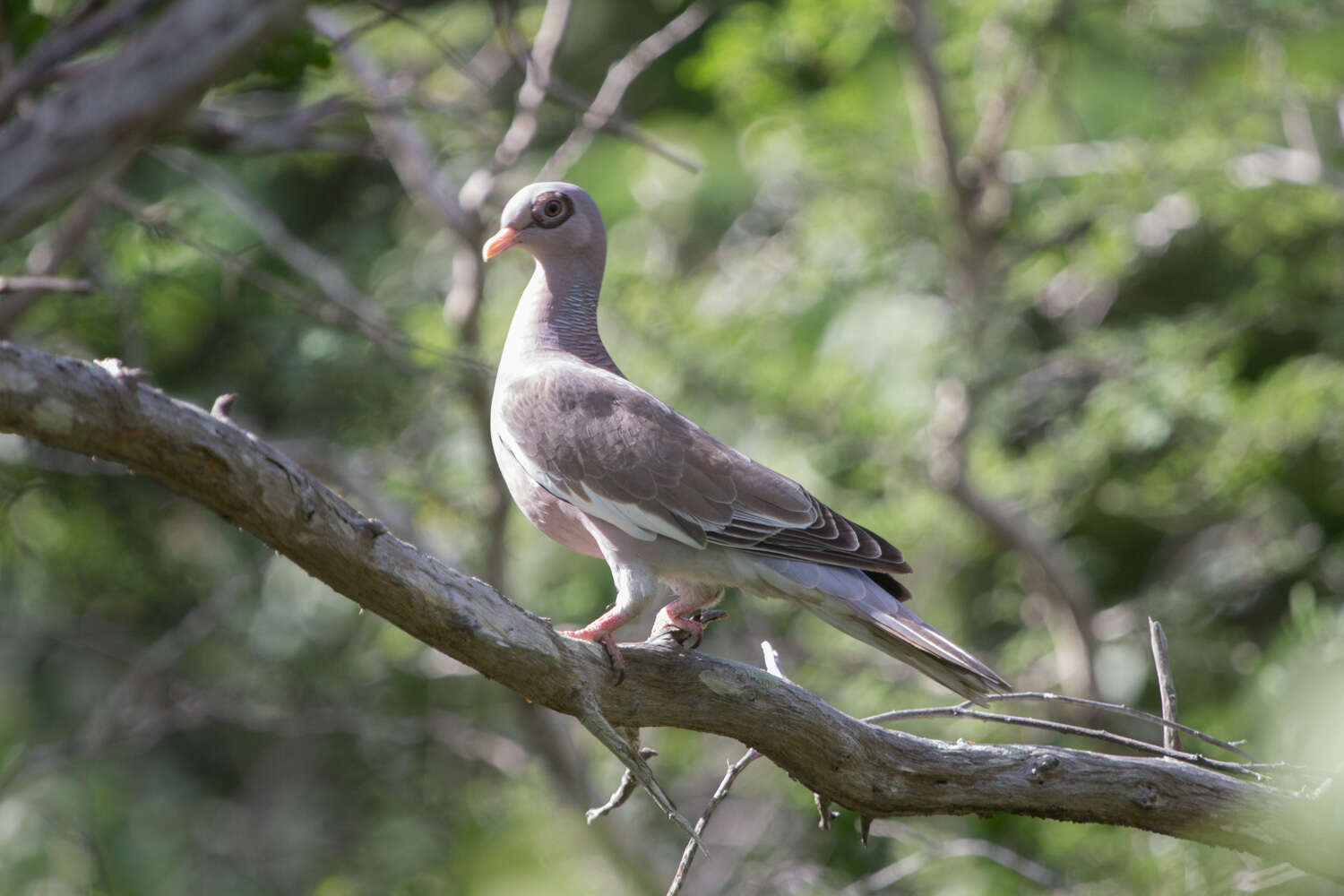 صورة Patagioenas corensis (Jacquin 1784)