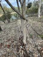 Image de Hakea petiolaris Meissn.