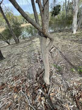 Imagem de Hakea petiolaris Meissn.