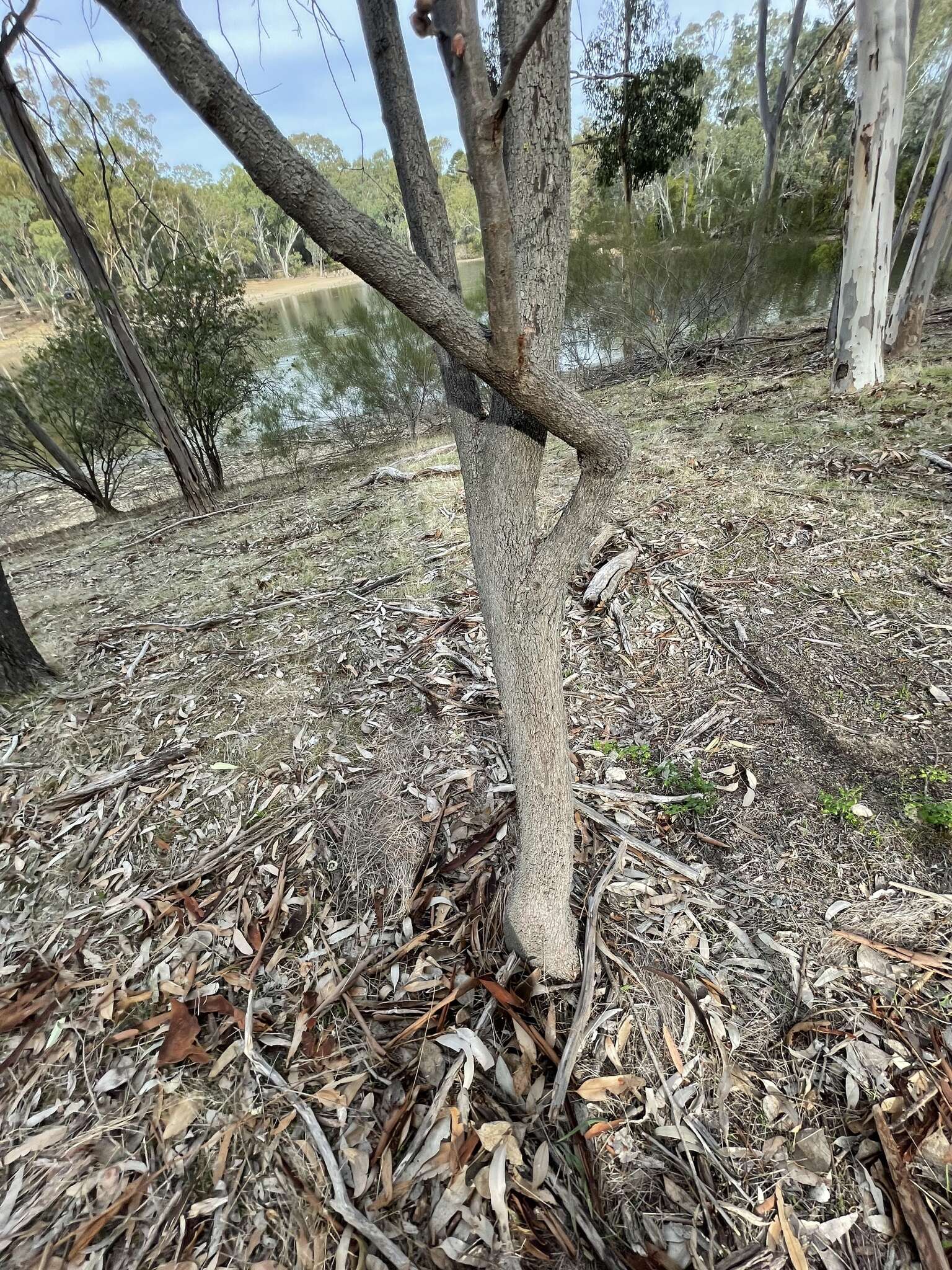 Image de Hakea petiolaris Meissn.