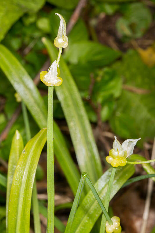 Image of few-flowered leek