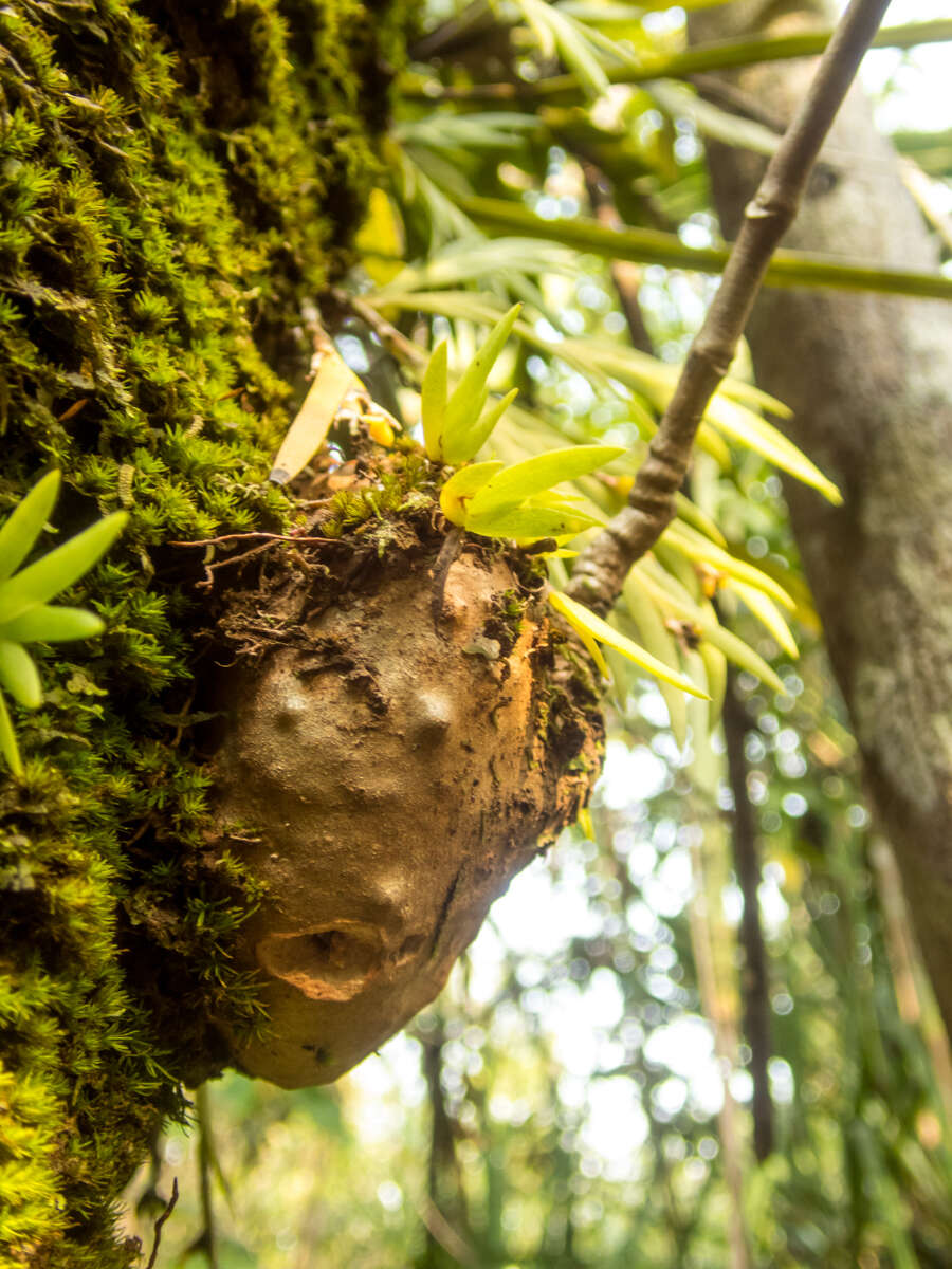 Image of Hydnophytum formicarum Jack