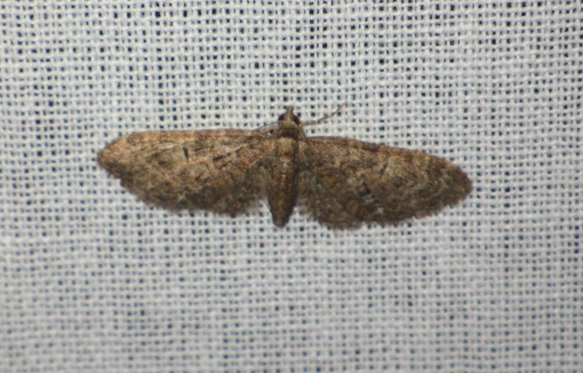 Слика од Eupithecia abbreviata Stephens 1831