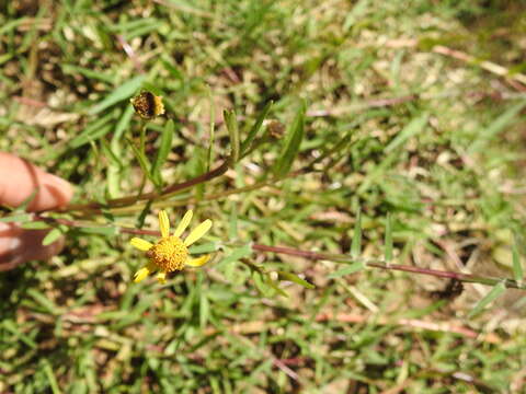 Image of creeping spotflower