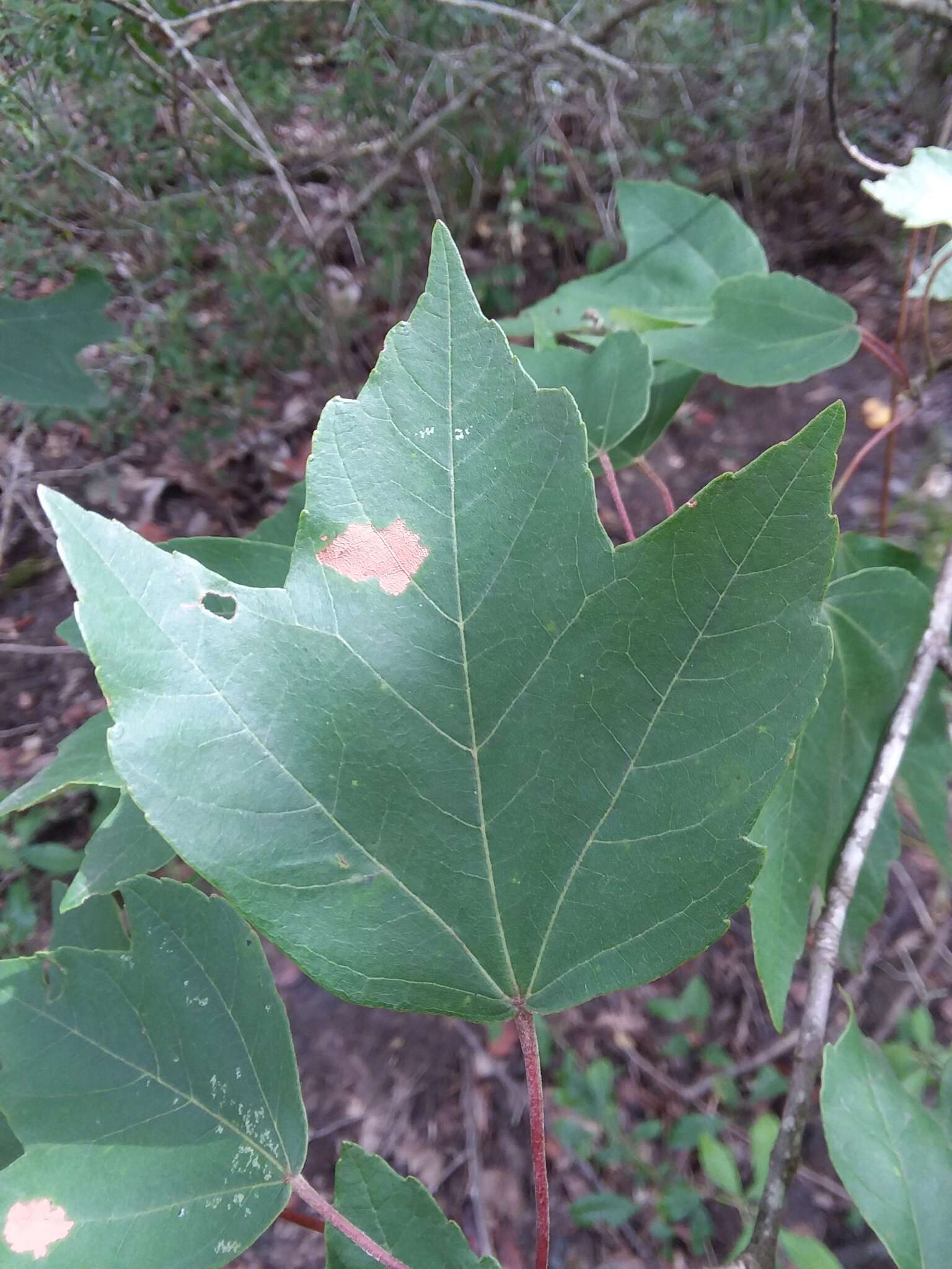 Sivun Acer rubrum var. drummondii (Hook. & Arn. ex Nutt.) Sarg. kuva