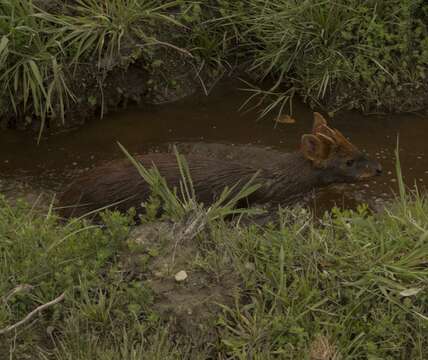 Image of Pudú