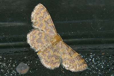 Image of Idaea auricruda Butler 1879