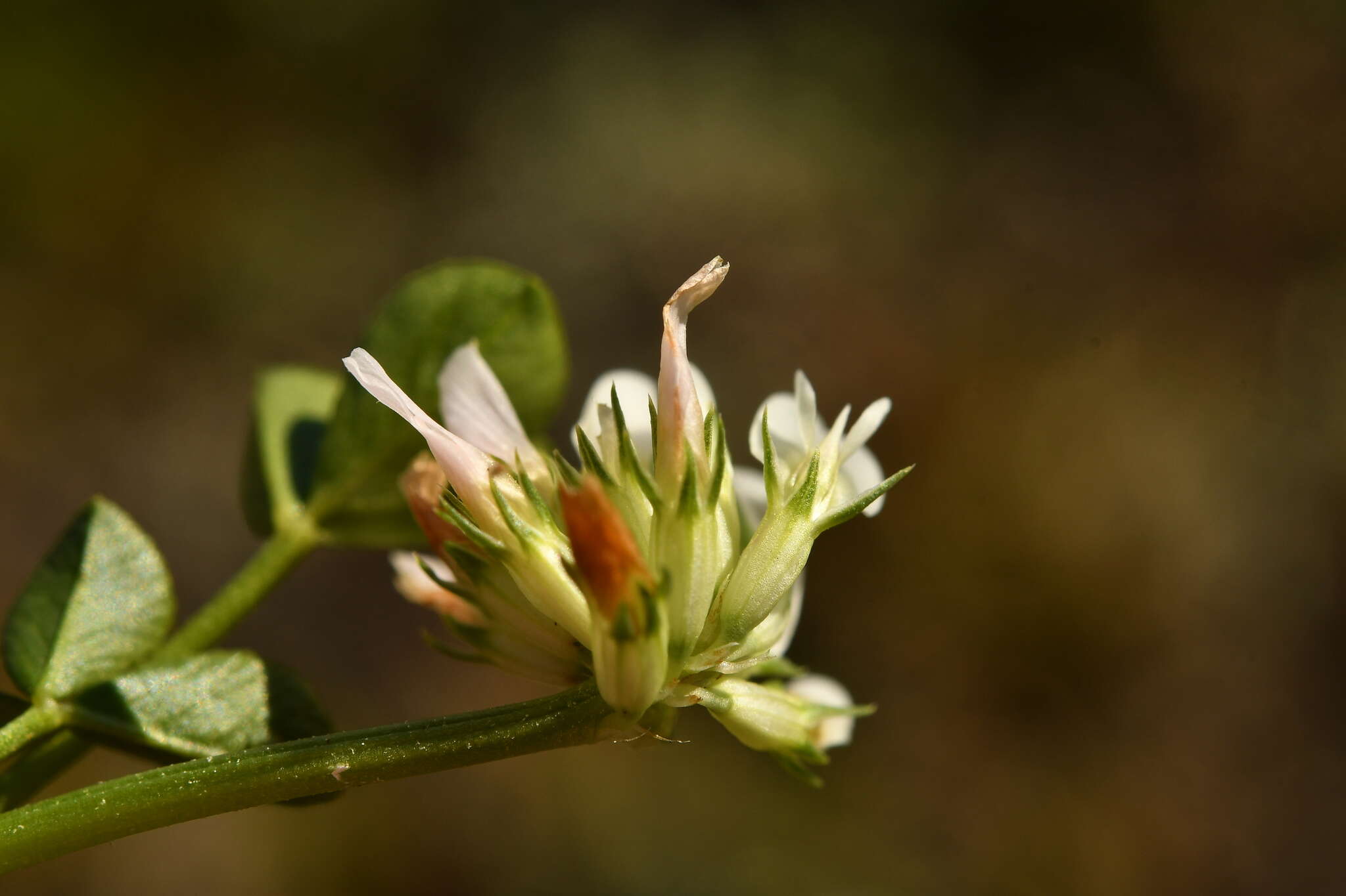 Plancia ëd Trifolium thalii Vill.