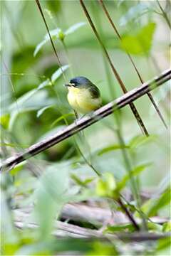 Image of Gray-headed Tody-Flycatcher