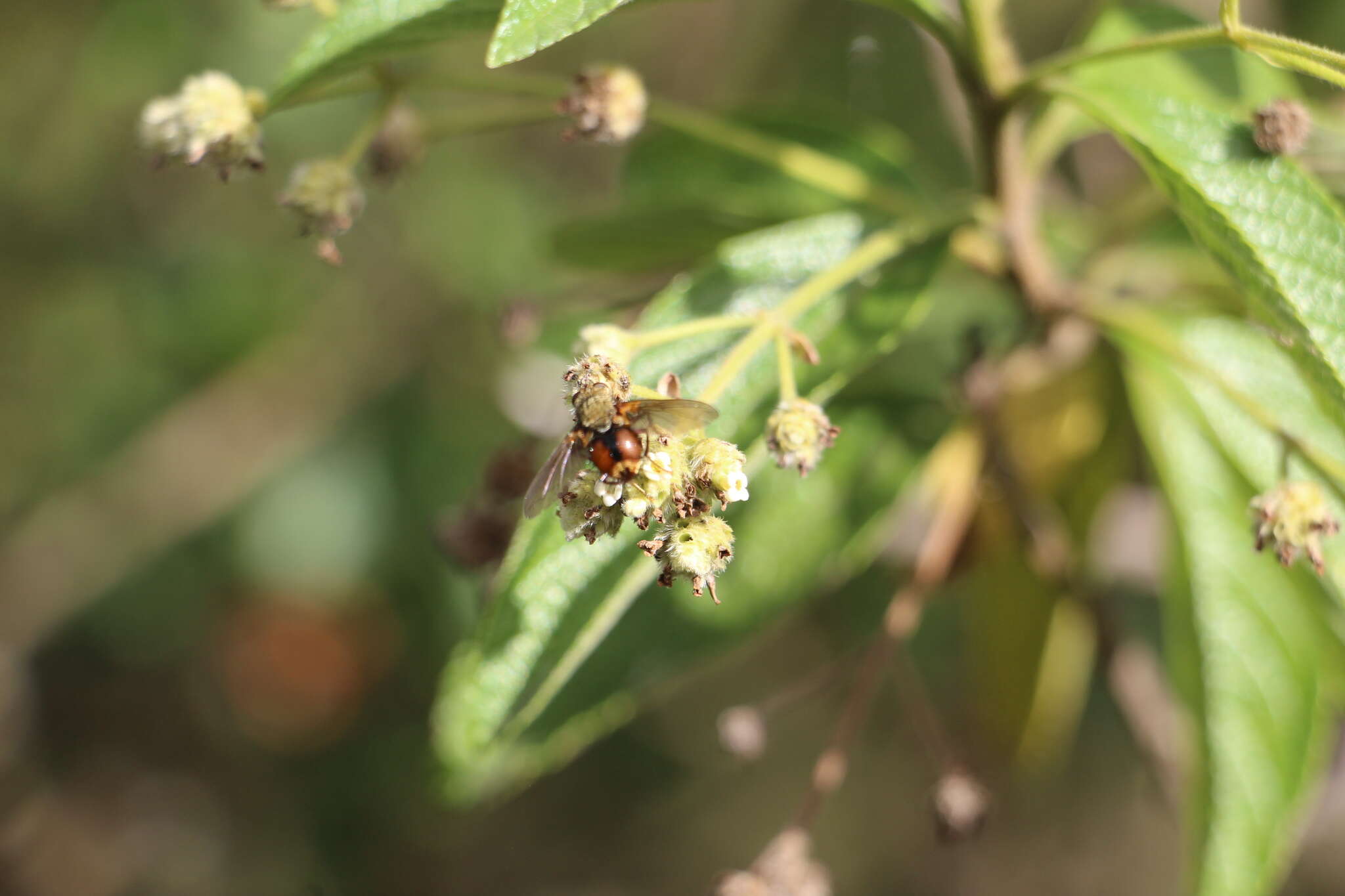 Image of Lippia hirsuta L. fil.