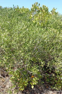 Image of Olea exasperata Jacq.