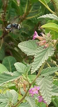 Imagem de Xylocopa muscaria (Fabricius 1775)