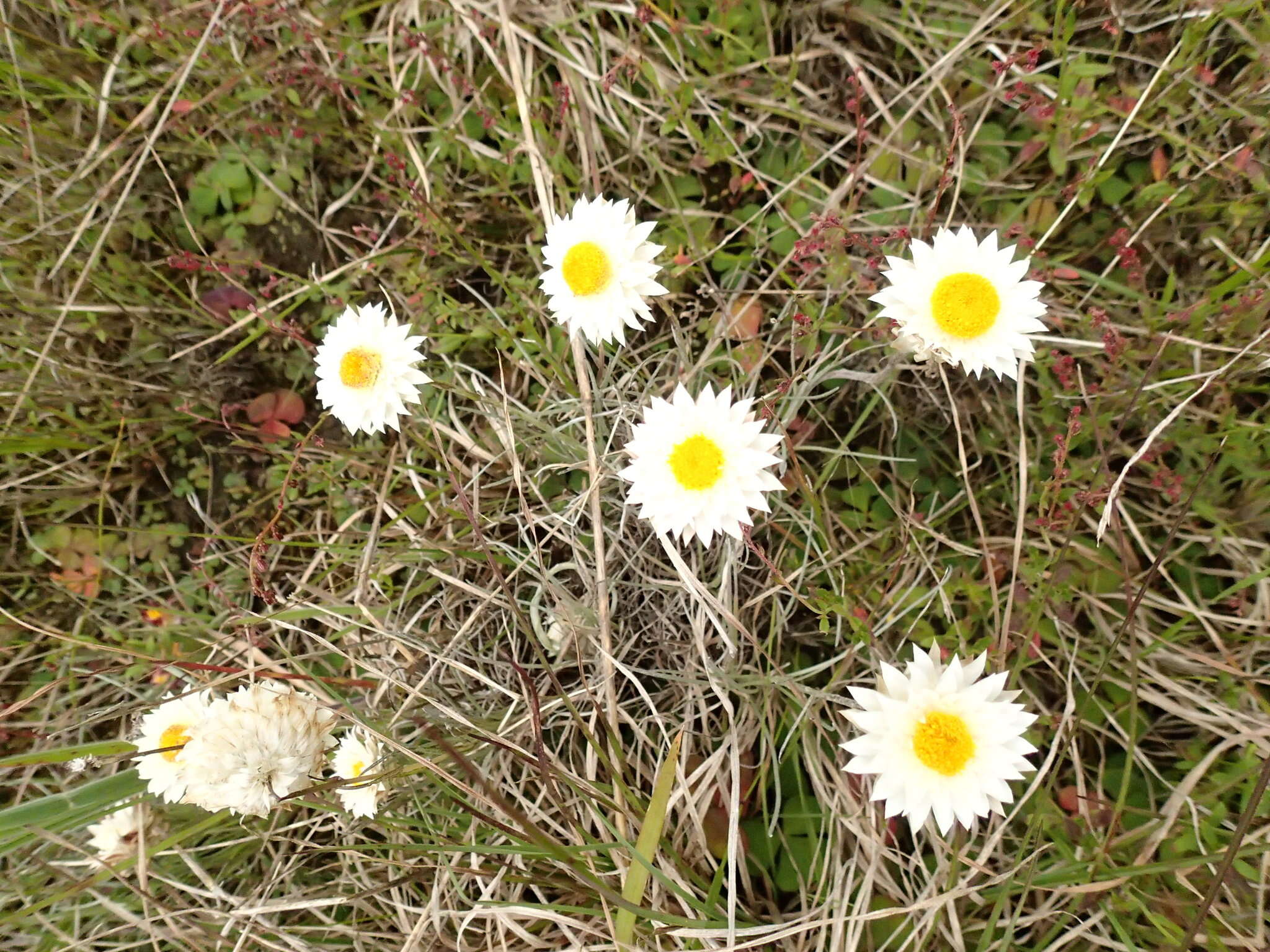 Image of Leucochrysum albicans subsp. tricolor (DC.) N. G. Walsh