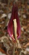 Amorphophallus commutatus (Schott) Engl. resmi