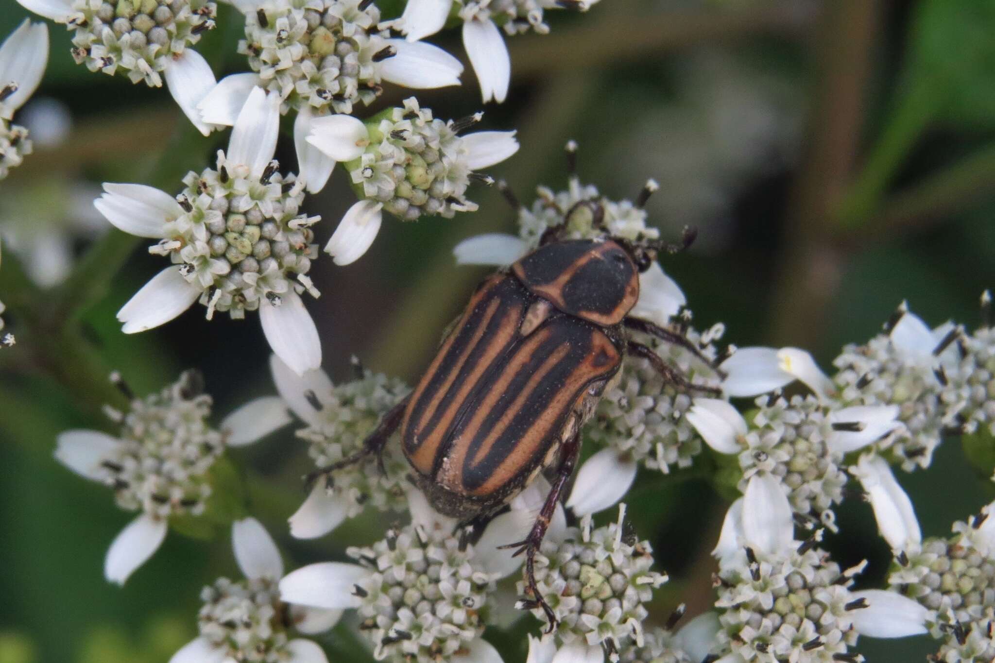 Image of Euphoria geminata (Chevrolat 1834)