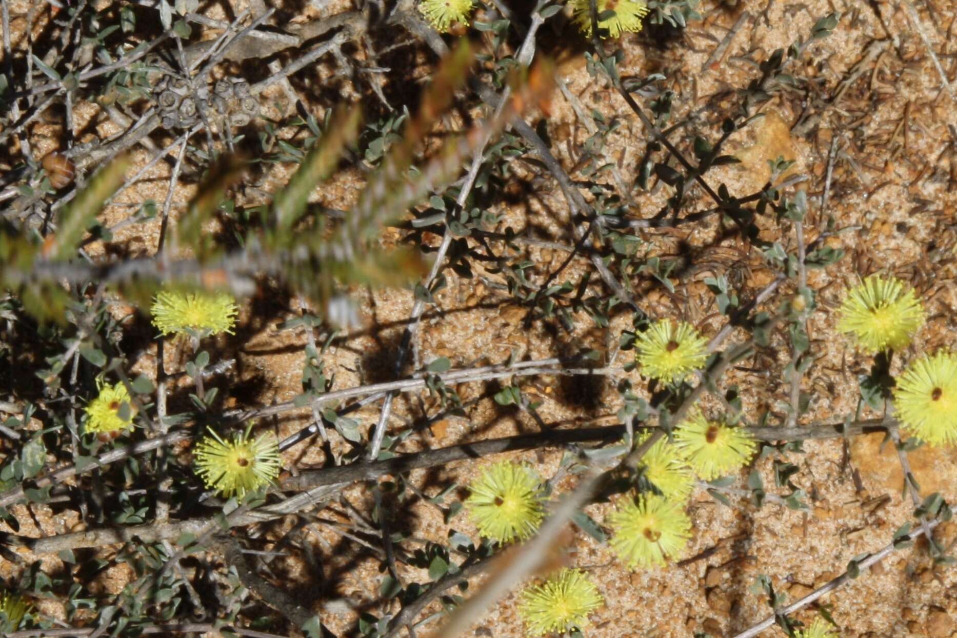 Image de Melaleuca aurea (Turcz.) Craven & R. D. Edwards