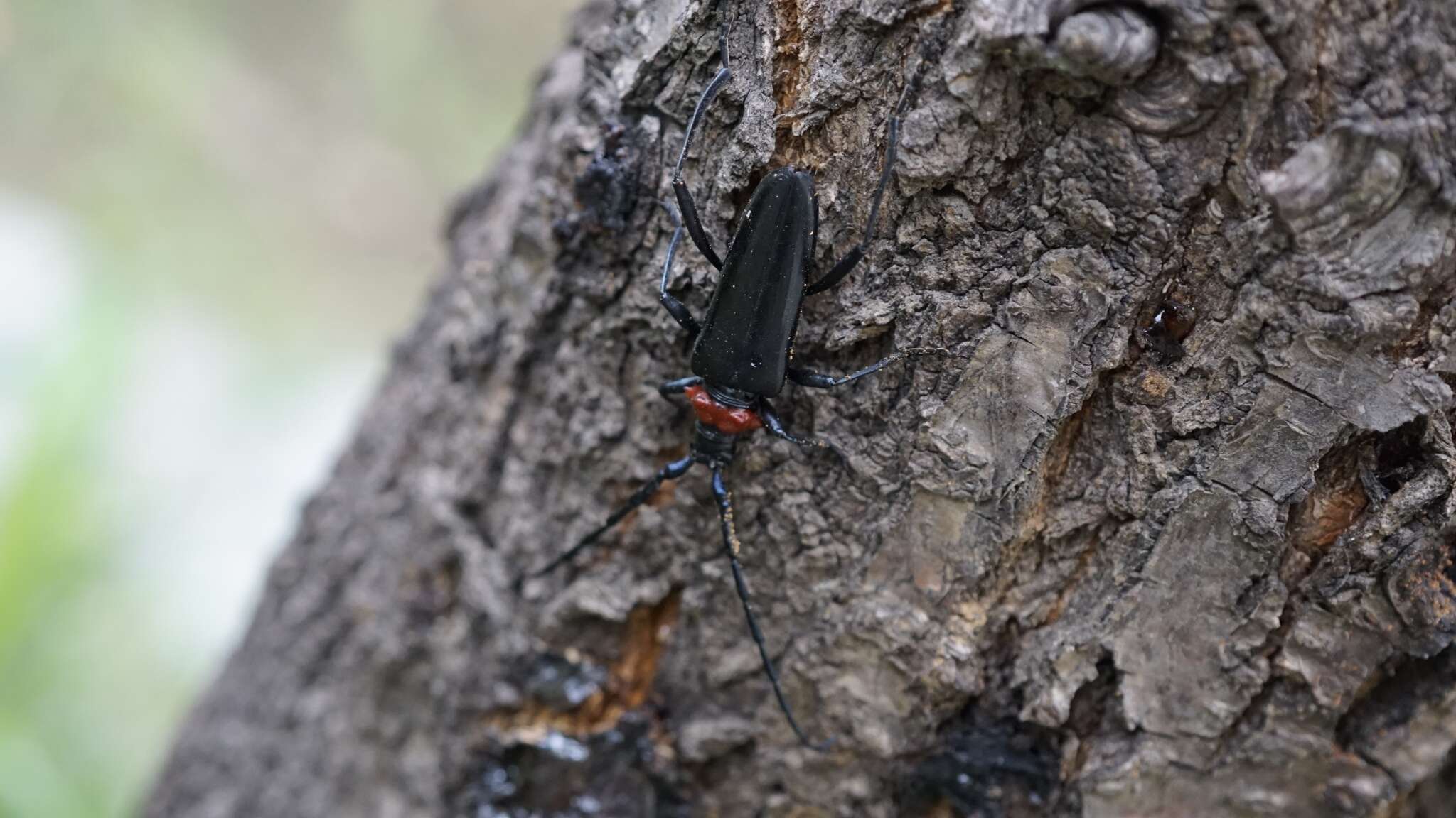 Image of Aromia bungii (Faldermann 1835)